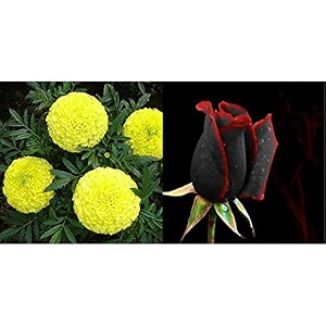 kraft seeds garden mix of gaindaafrican marigold flower height 30-40 cm multicolour 1000 pieces amp black rose with red edge seedling flower seeds with 100g agro peat combo
