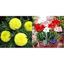 Kraft Seeds Garden Mix of Gainda/African Marigold Flower (Height 30-40 cm, Multicolour, 1000 Pieces) (SKSPLN025) &amp; Amaryllis Lily Flower Sow and Grow Fresh Healthy Bulbs in (Pack of 1)
