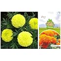 Kraft Seeds Garden Mix of Gainda/African Marigold Flower (Height 30-40 cm, Multicolour, 1000 Pieces) &amp; African Marigold Orange KS Special Farm – Bulk Pack 25 grams Height 2.5-3 ft Bloom