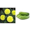 Kraft Seeds Garden Mix of Gainda/African Marigold Flower (Height 30-40 cm, Multicolour, 1000 Pieces) &amp; Cucumber F1 Hybrid Seeds with 100g Agro peat (Multicolour, 50 Pieces) Combo