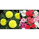 Kraft Seeds Garden Mix of Gainda/African Marigold Flower (Height 30-40 cm, Multicolour, 1000 Pieces) &amp; Vinca Pacifica Mix Flower with 100g Agro peat (Multicolour) Combo