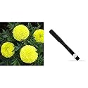 Kraft Seeds Garden Mix of Gainda/African Marigold Flower (Height 30-40 cm, Multicolour, 1000 Pieces) &amp; Khurpi for Small Pots Combo