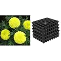 Kraft Seeds Garden Mix of Gainda/African Marigold Flower (Height 30-40 cm, Multicolour, 1000 Pieces) & 5 Set Seed Tray Plant Grow Starting Germination Pro Tray 240 Cells, (5 Trays, 48 Cells E Combo