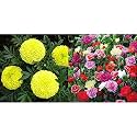 Kraft Seeds Garden Mix of Gainda/African Marigold Flower (Height 30-40 cm, Multicolour, 1000 Pieces) &amp; Mix Carnation Flower Seeds with 100g Agro peat (Multicolour) Combo