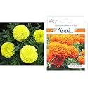 Kraft Seeds Garden Mix of Gainda/African Marigold Flower (Height 30-40 cm, Multicolour, 1000 Pieces) &amp; Kraft Seeds African Marigold Flower Seeds (Orange)