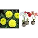 Kraft Seeds Garden Mix of Gainda/African Marigold Flower (Height 30-40 cm, Multicolour, 1000 Pieces) &amp; Gate Garden Amaryllis Lilly Flower Bulbs (Multicolour, Pack of 11) Combo