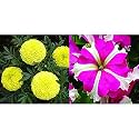 Kraft Seeds Garden Mix of Gainda/African Marigold Flower (Height 30-40 cm, Multicolour, 1000 Pieces) &amp; Petunia Ultra Star Mix Flower Seeds (White, 20 Pieces) Combo