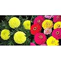 Kraft Seeds Garden Mix of Gainda/African Marigold Flower (Height 30-40 cm, Multicolor, 1000 Pieces)&amp;Kraft Seeds Gate Garden Zinnia Mixed Flower Desi Seeds (Multicolor)