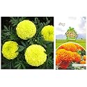 Kraft Seeds Garden Mix of Gainda/African Marigold Flower (Height 30-40 cm, Multicolour, 1000 Pieces) &amp; African Marigold KS Special Farm Bulk Height 2.5-3 ft Bloom Size 2.5-3 inch (Orange) Pack 10 g