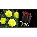 Kraft Seeds Garden Mix of Gainda/African Marigold Flower (Height 30-40 cm, Multicolour, 1000 Pieces) &amp; Black Rose with Red Edge Seedling Flower Seeds with 100g Agro peat Combo
