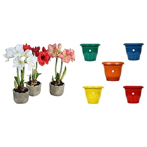 kraft seeds plastic deluxe flower pots 5 pcs 10 inch multicolor amaryllis lily flowering bulbs multicolor 11 bulbs