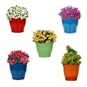 Kraft Seeds by 10 CLUB Plastic Deluxe Flower Pots (5 Pcs, 10 Inch, Multicolor) | Planters for Home Garden | Plant Pots for Lawns and Gardens | Pots
