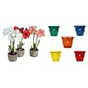 Kraft Seeds Plastic Deluxe Flower Pots (5 Pcs, 10 Inch, Multicolor) Amaryllis Lily Flowering Bulbs (Multicolor, 11 Bulbs)