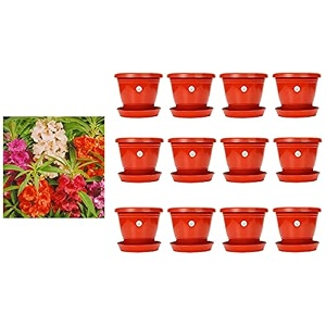 kraft seeds plastic pot with bottom plate red 8 inch pack of 12 amp balsam double mixed flower desi seeds summer variety special for home and balcony gardening buy 1 get 1 free multicolor
