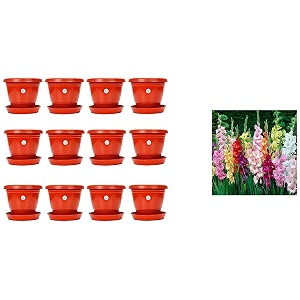 kraft seeds plastic pot with bottom plate red 8 inch pack of 12 amp gate garden gladiolus flower bulbs multicolour pack of 15