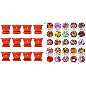 kraft seeds plastic pot with bottom plate red 8 inch pack of 12 amp varieties of summer flower seeds multicolour pack of 25 standard