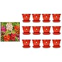 Kraft Seeds Plastic Pot with Bottom Plate, Red, 8 inch, Pack of 12 &amp; Balsam Double Mixed Flower Desi Seeds Summer Variety Special for Home and Balcony Gardening (Buy 1 Get 1 Free) (Multicolor)