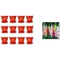Kraft Seeds Plastic Pot with Bottom Plate, Red, 8 inch, Pack of 12 &amp; Gate Garden Gladiolus Flower Bulbs (Multicolour, Pack of 15)