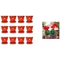 Kraft Seeds Plastic Pot with Bottom Plate, Red, 8 inch, Pack of 12 &amp; Amaryllis Lily Flower Sow and Grow Fresh Healthy Bulbs in Your Garden (Set of 3) (Pack of 1)