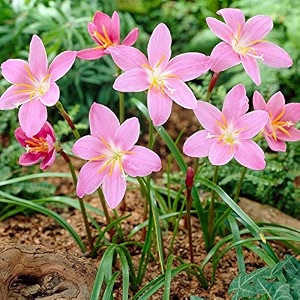 kraft seeds zephyranthes lilyrain lily light pink colour flower sow and grow fresh healthy bulbs for your garden set of 5 light pink pack of 1
