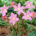 Kraft Seeds Zephyranthes Lily/Rain Lily Light Pink Colour Flower Sow and Grow Fresh Healthy Bulbs for Your Garden (Set of 5) Light Pink (Pack of 7)