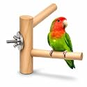 KSK Natural Wooden Bird Perch for Cage – Wall Mounted Parrot Stand with Stainless Steel Bolt – Comfortable Foot Rest for Budgies, Lovebirds, Cockatiels & Small Birds