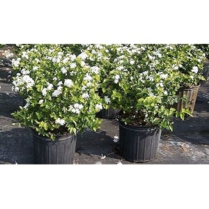 kumubon multicolor jasmine plant - mp72_plnt88