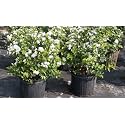 KUMUBON Multicolor Jasmine Plant - |mp72_Plnt88|