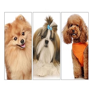 kutkut double side steel needles dog comb pet rake comb detangling dog hairbrush grooming grooming tools for dogs with short or long hair