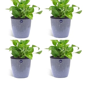kwel flower pot plastic deco planter with inner pot attractive pot for garden balcony office home - grey - size 5 inch - pack of 4
