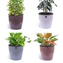 KWEL Flower Pot Plastic Deco Planter with Inner Pot Attractive Pot for Garden Balcony Office Home -Multicolor - Size 6 Inch - Pack of 4