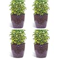 KWEL Flower Pot Plastic Deco Planter with Inner Pot Attractive Pot for Garden Balcony Office Home - Size 5 Inch - Pack of 4 (Light Grey)