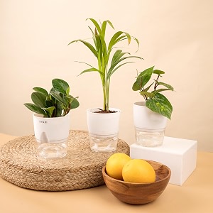 kyari areca palm-betel leaf-peperomia green combo of 3 indoor plants for living room  live plants  plants with white pot for home air purifier plants  plants for home decor  plants for garden