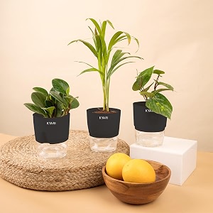 kyari areca palm-betel leaf-peperomia green combo of 3 indoor plants for living room  live plants  plants with black pot for home air purifier plants  plants for home decor  plants for garden