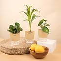 KYARI Areca Palm-Betel Leaf-Peperomia Green Combo of 3 Indoor Plants for Living Room | Live Plants | Plants with Cream Pot for Home Air purifier plants | Plants for Home Decor | Plants for garden