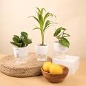 KYARI Areca Palm-Betel Leaf-Peperomia Green Combo of 3 Indoor Plants for Living Room | Live Plants | Plants with White Pot for Home Air purifier plants | Plants for Home Decor | Plants for garden