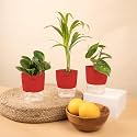 KYARI Areca Palm-Betel Leaf-Peperomia Green Combo of 3 Indoor Plants for Living Room | Live Plants | Plants with Red Pot for Home Air purifier plants | Plants for Home Decor | Plants for garden