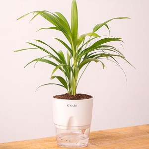 kyari areca palm indoor plants for living room  live plants  plants with white pot for home  air purifier plants  plants for home decor