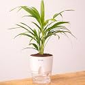 KYARI Areca Palm Indoor Plants for Living Room | Live Plants | Plants with White Pot for Home | Air purifier plants | Plants for Home Decor