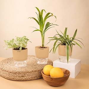 kyari areca palm-spider-fittonia green combo of 3 indoor plants for living room  live plants  plants with cream pot for home air purifier plants  plants for home decor  plants for garden