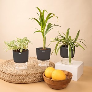 kyari areca palm-spider-fittonia green combo of 3 indoor plants for living room  live plants  plants with grey pot for home air purifier plants  plants for home decor  plants for garden