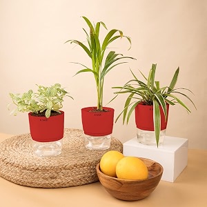 kyari areca palm-spider-fittonia green combo of 3 indoor plants for living room  live plants  plants with red pot for home air purifier plants  plants for home decor  plants for garden