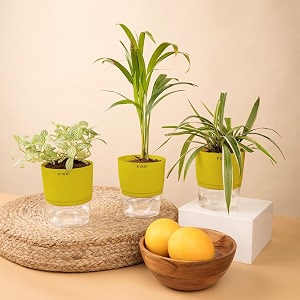 kyari areca palm-spider-fittonia green combo of 3 indoor plants for living room  live plants  plants with green pot for home air purifier plants  plants for home decor  plants for garden