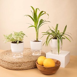 kyari areca palm-spider-fittonia green combo of 3 indoor plants for living room  live plants  plants with white pot for home air purifier plants  plants for home decor  plants for garden