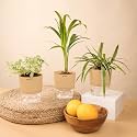 KYARI Areca Palm-Spider-Fittonia Green Combo of 3 Indoor Plants for Living Room | Live Plants | Plants with Cream Pot for Home Air purifier plants | Plants for Home Decor | Plants for garden