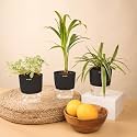 KYARI Areca Palm-Spider-Fittonia Green Combo of 3 Indoor Plants for Living Room | Live Plants | Plants with Black Pot for Home Air purifier plants | Plants for Home Decor | Plants for garden