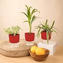 KYARI Areca Palm-Spider-Fittonia Green Combo of 3 Indoor Plants for Living Room | Live Plants | Plants with Red Pot for Home Air purifier plants | Plants for Home Decor | Plants for garden