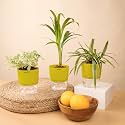 KYARI Areca Palm-Spider-Fittonia Green Combo of 3 Indoor Plants for Living Room | Live Plants | Plants with Green Pot for Home Air purifier plants | Plants for Home Decor | Plants for garden