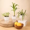 KYARI Areca Palm-Spider-Fittonia Green Combo of 3 Indoor Plants for Living Room | Live Plants | Plants with White Pot for Home Air purifier plants | Plants for Home Decor | Plants for garden