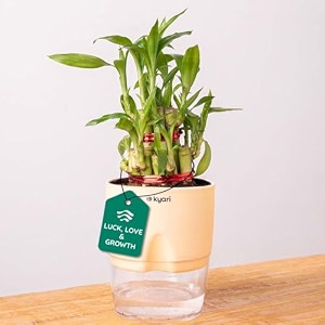 kyari lucky bamboo 2 layer feng shui plant with cream self watering pot - small 4 inch